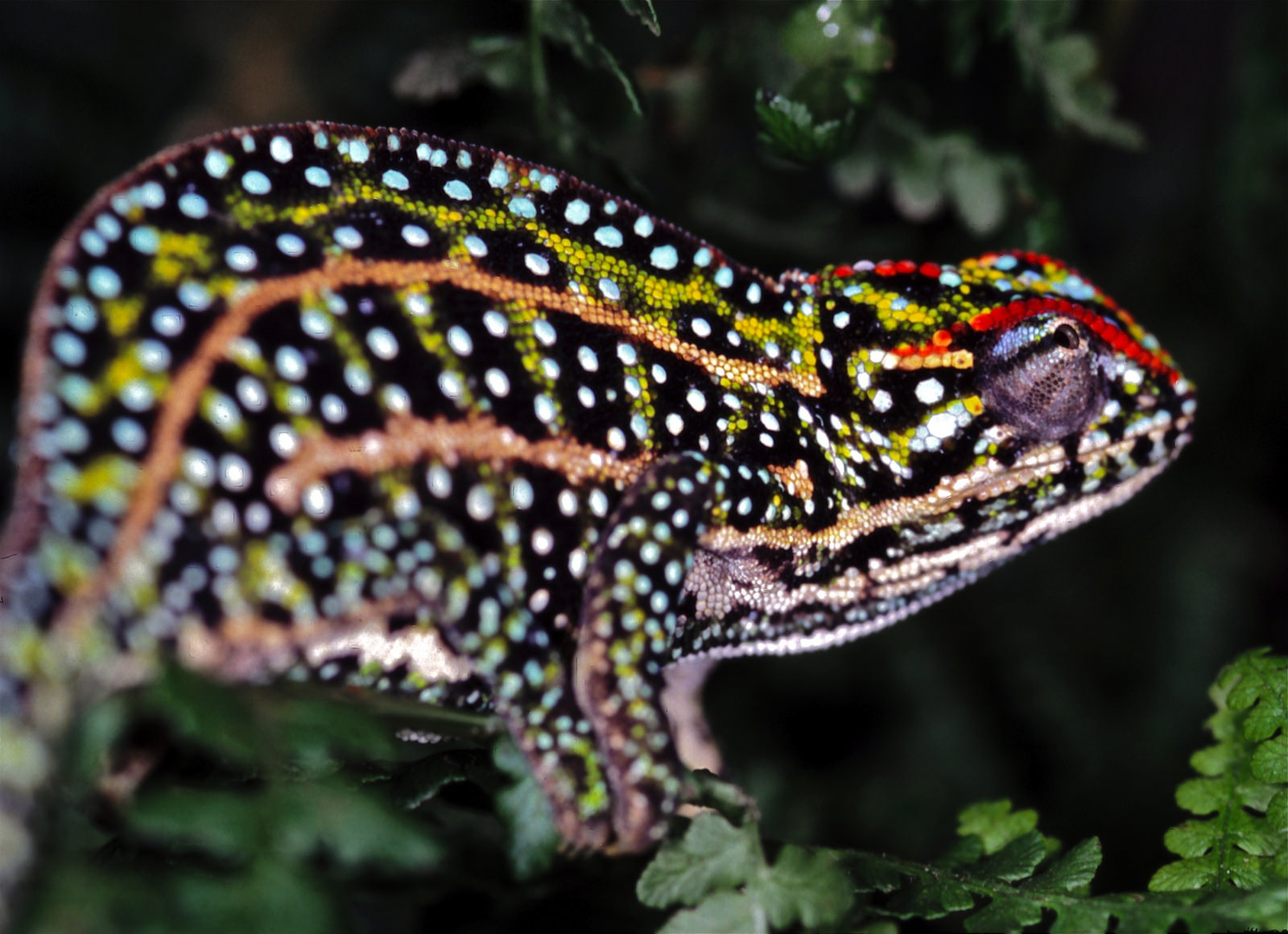 Jeweled chameleon