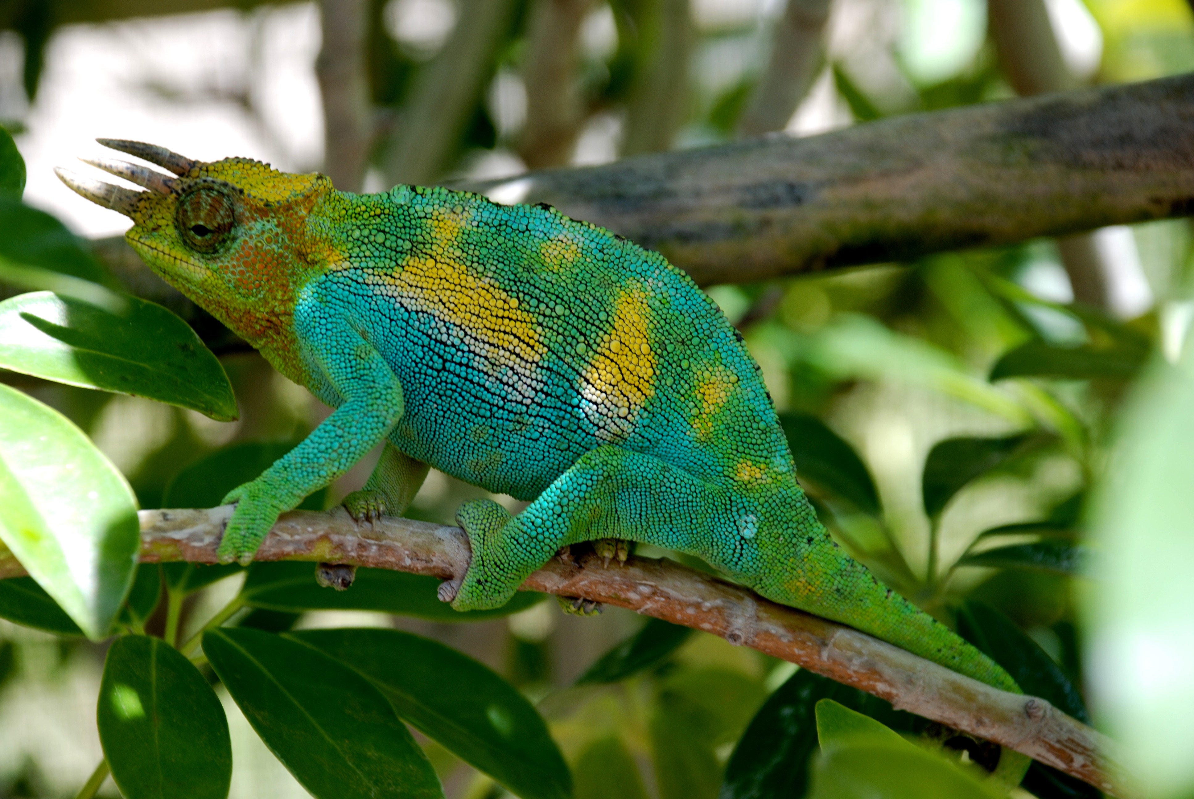 Johnston’s Chameleon