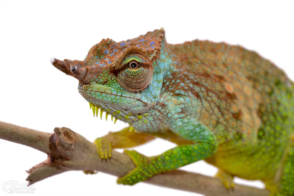 Pfeffer’s Chameleon