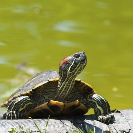 Red Eared Slider Turtle Facts