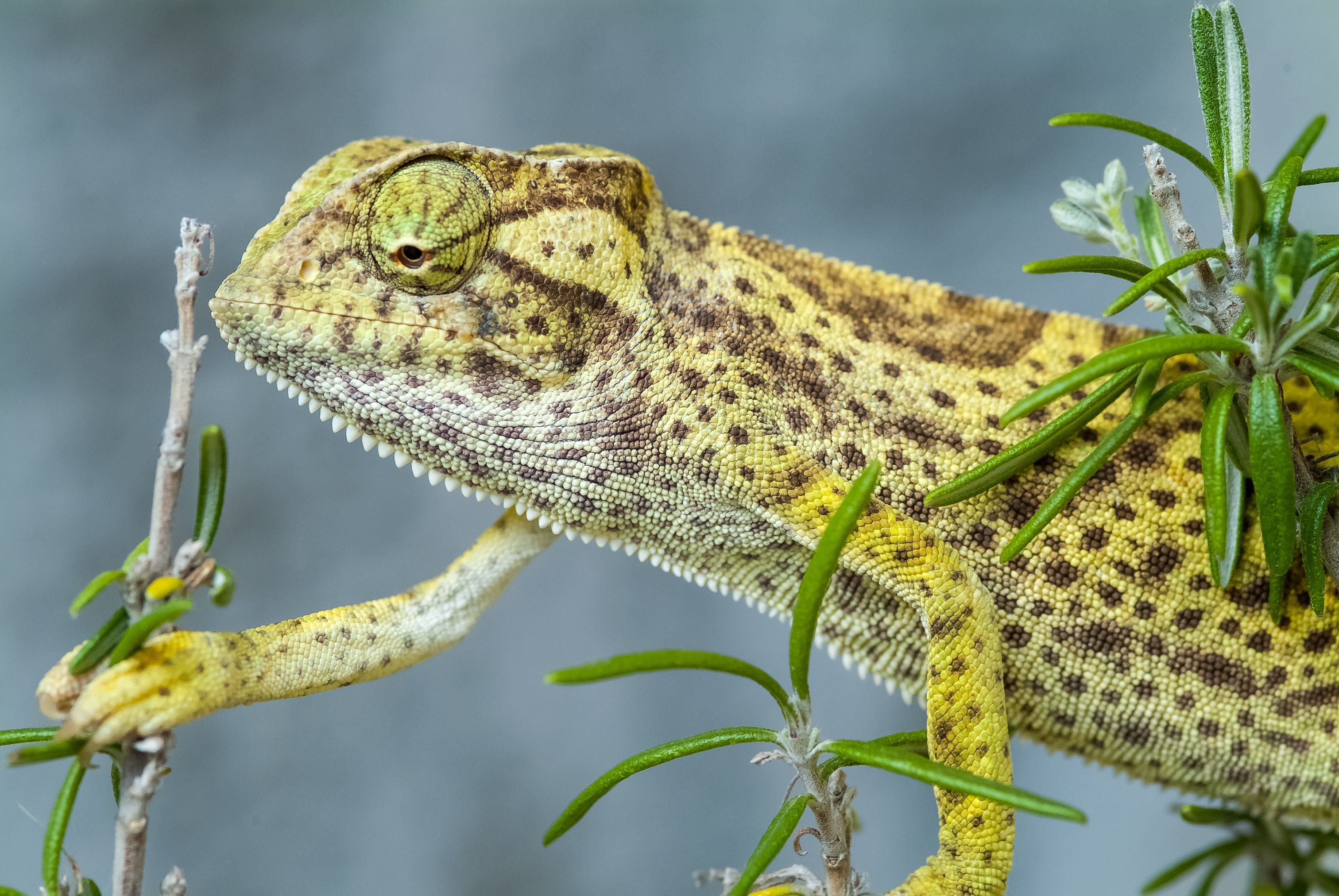 Senegal Chameleon