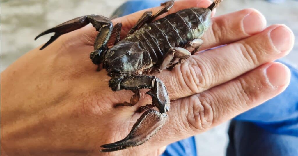 Size of scorpion