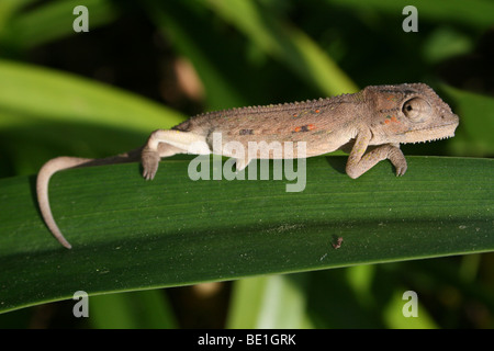 Smith's Dwarf Chameleon