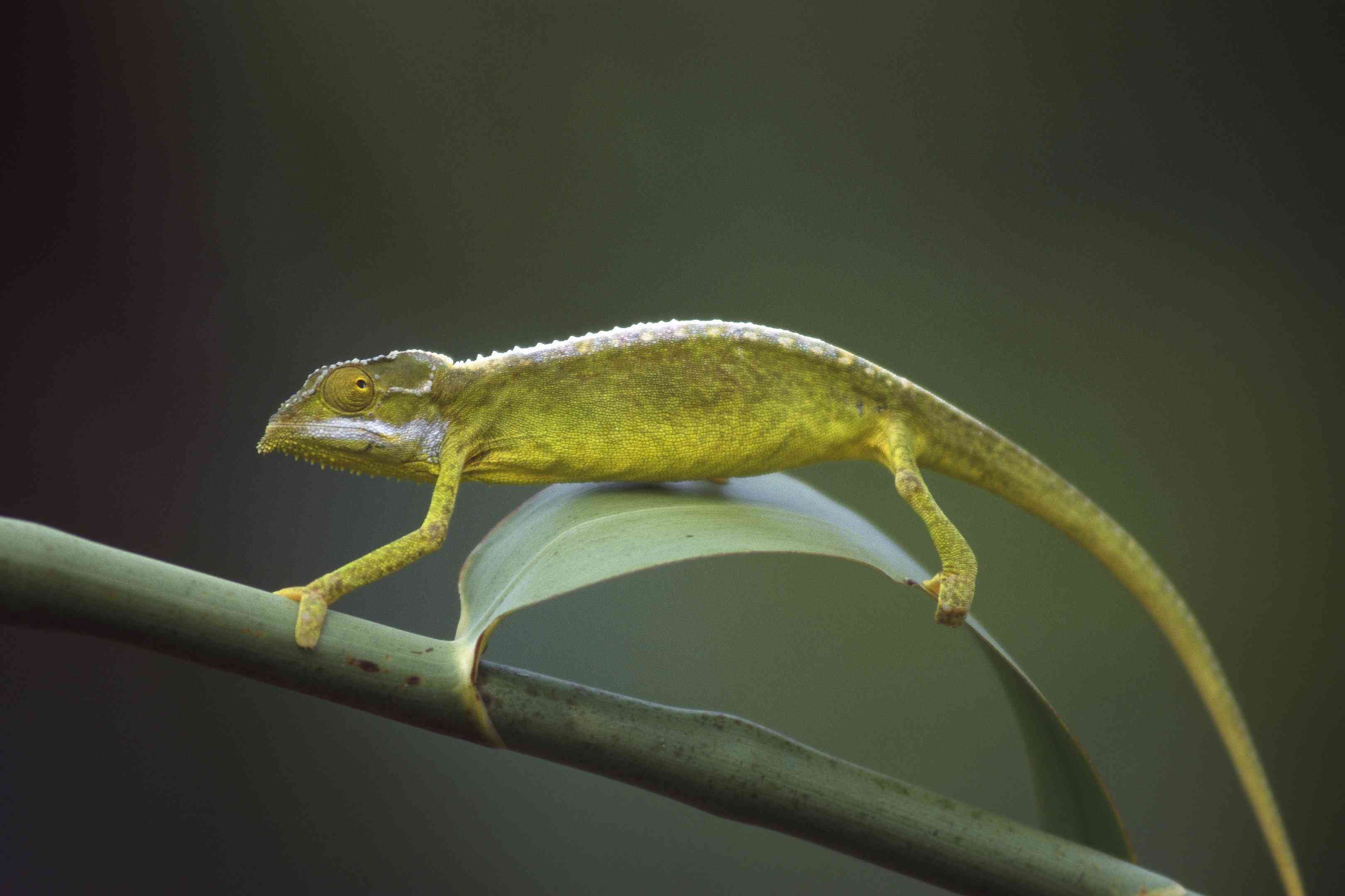 Tiger Chameleon