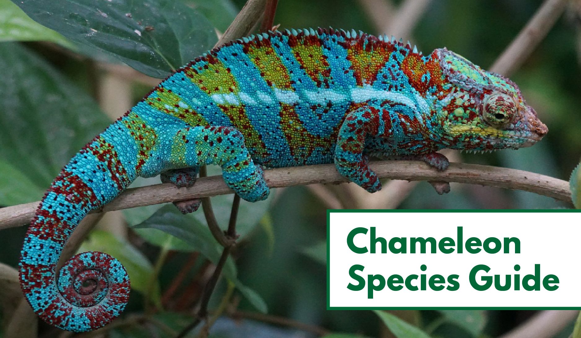 Types of Chameleon