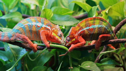 Types of Chameleon