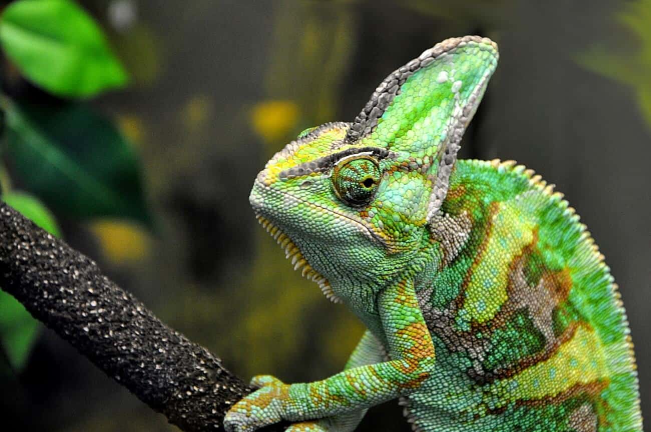 Veiled Chameleon