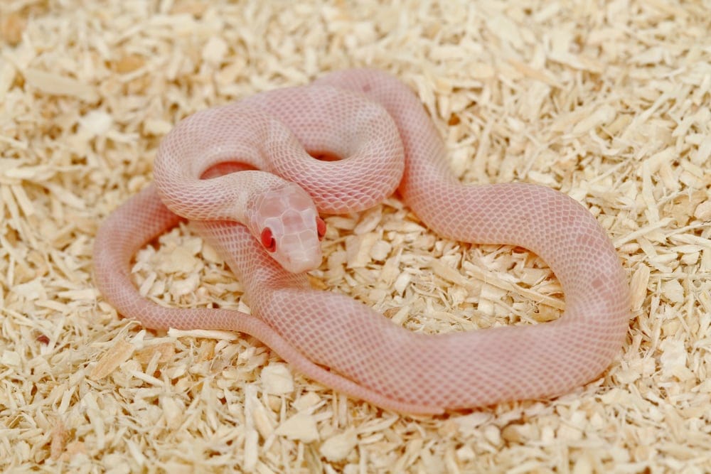 albino corn snake as a pet