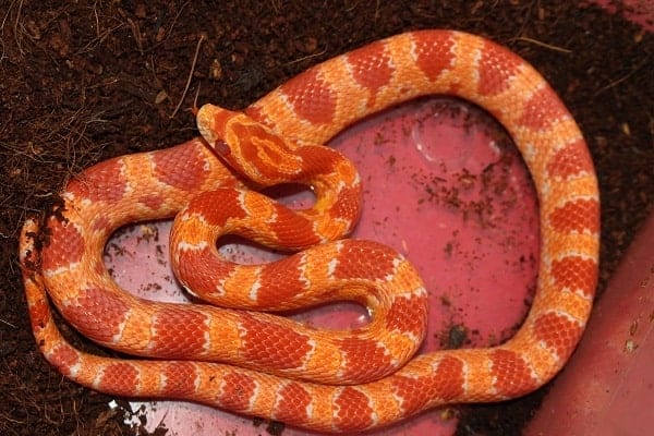 albino corn snake enclosure