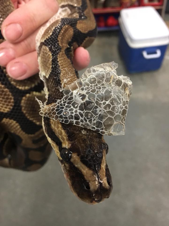 ball python incomplete shedding