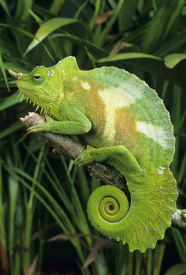 four horned chameleon