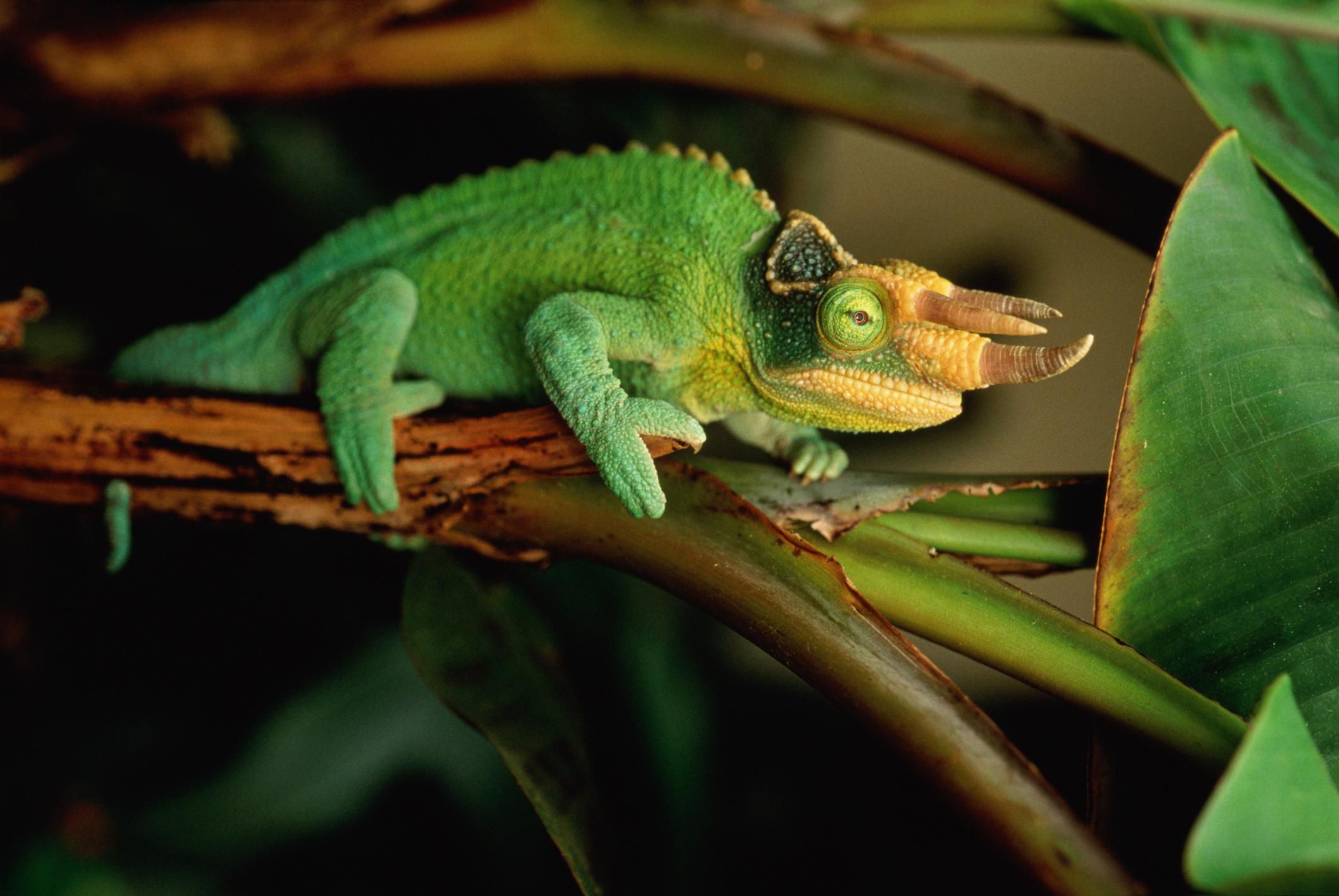 jackson chameleon