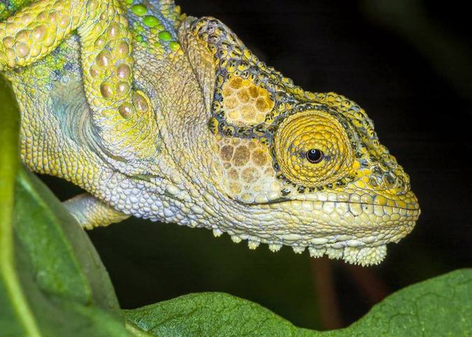 knysna dwarf chameleon