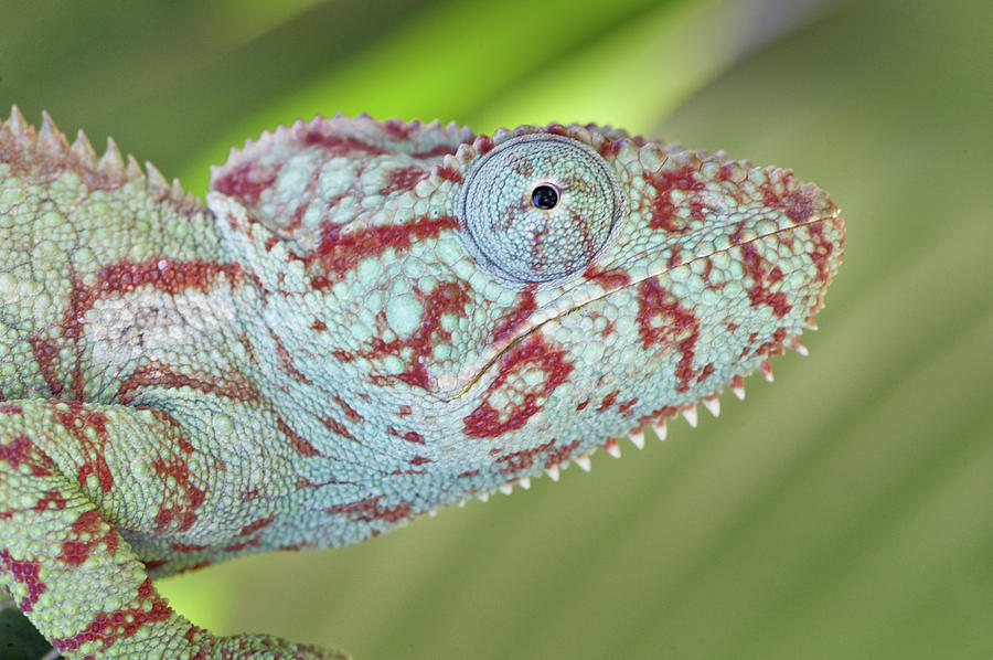 outstalet chameleon