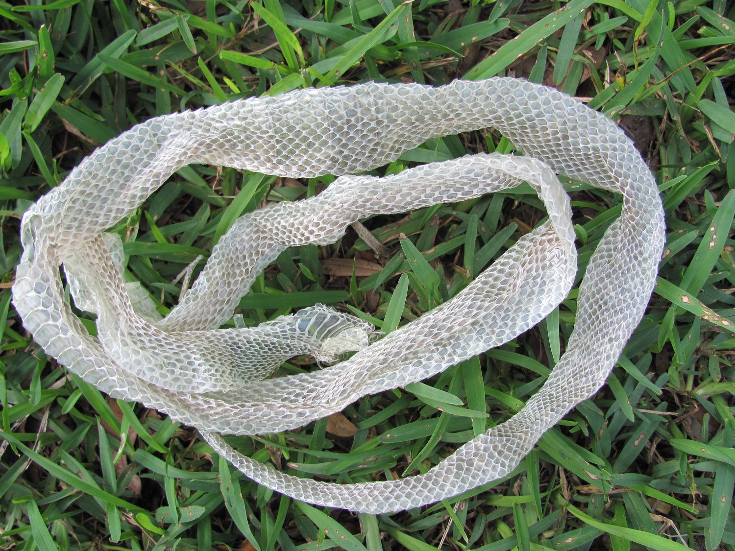 python molting