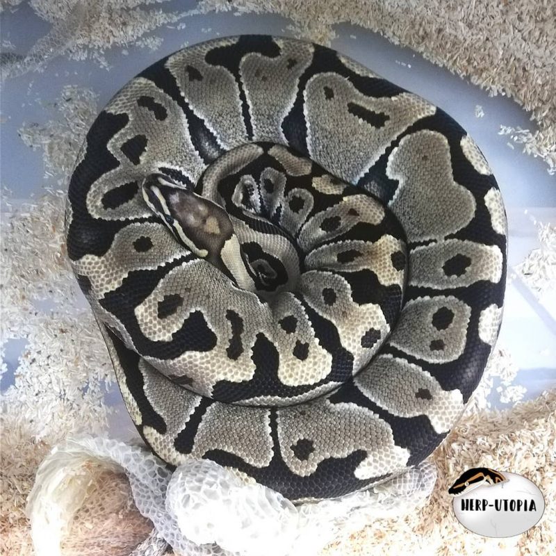 reasons why ball python shed