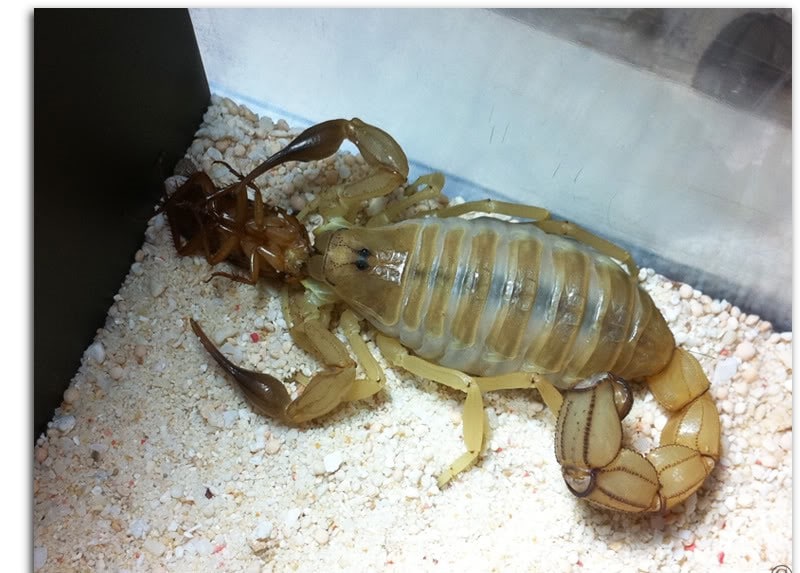 Emperor Scorpion Shedding