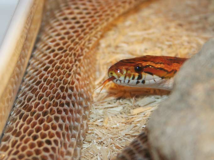 shedding process of corn snake