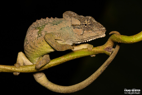 transkei dwarf chameleon