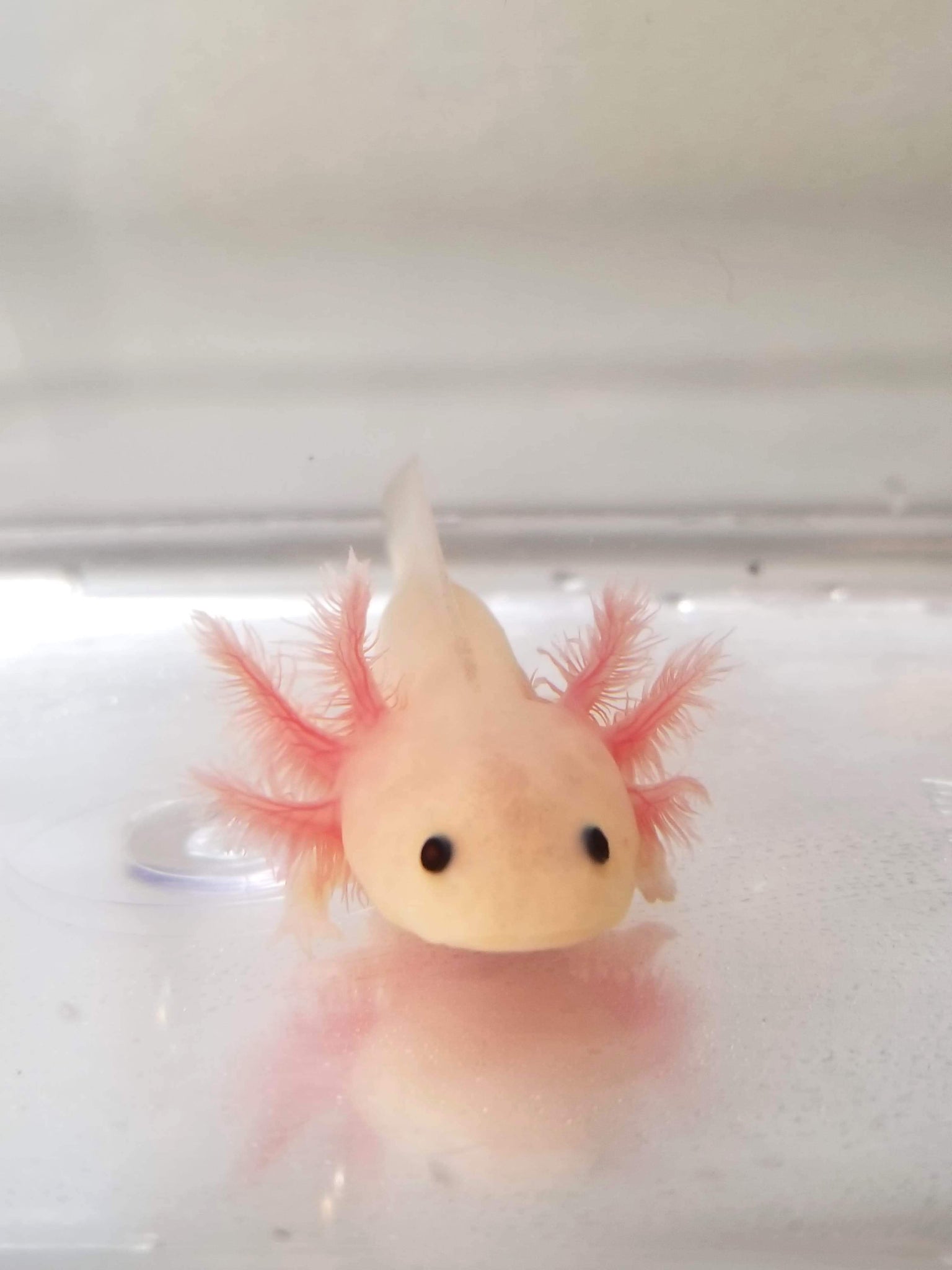 Leucistic axolotl
