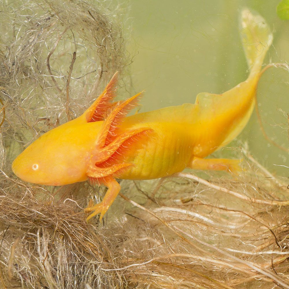 golden axolotl
