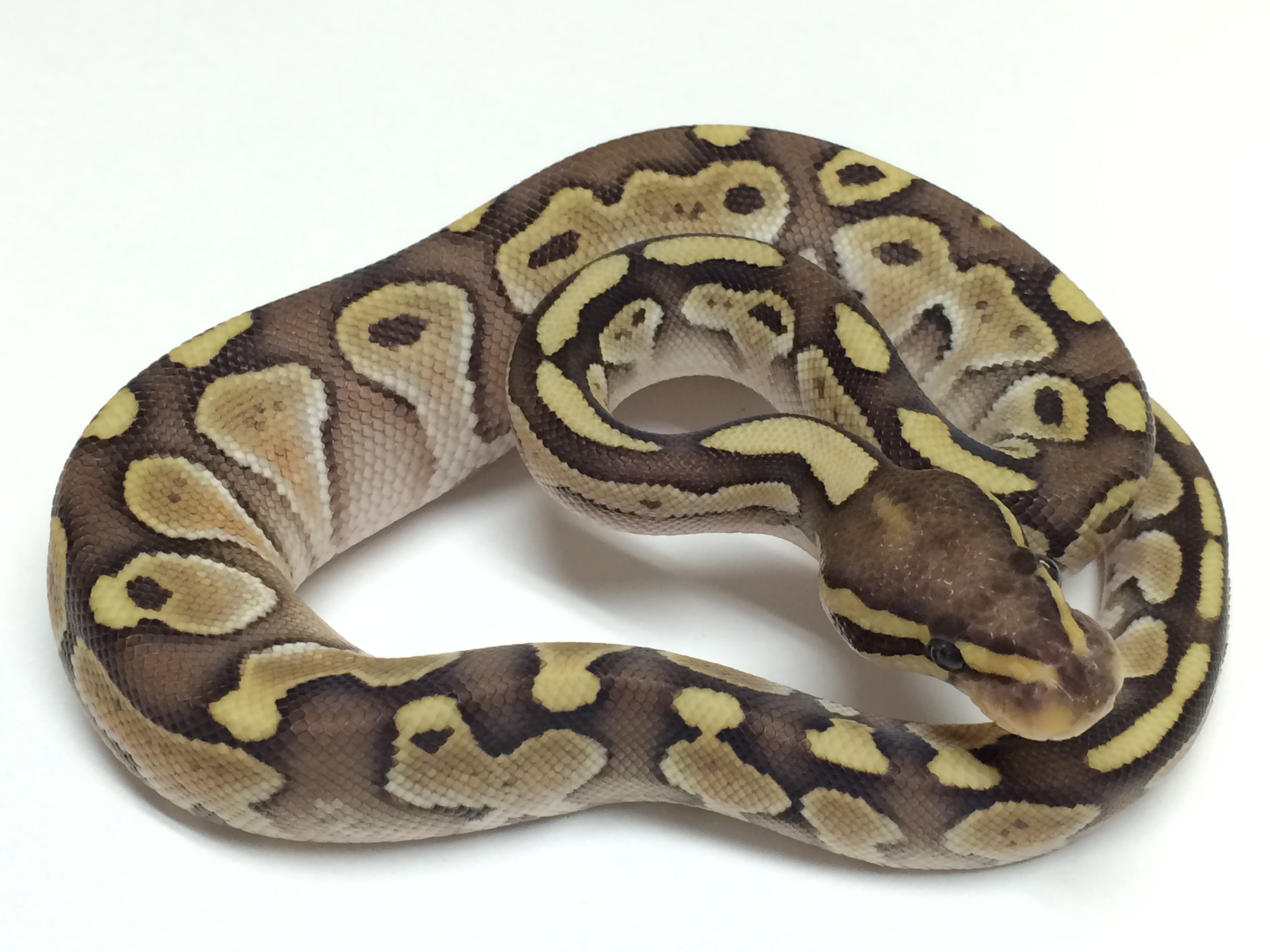 Baby Ball Python