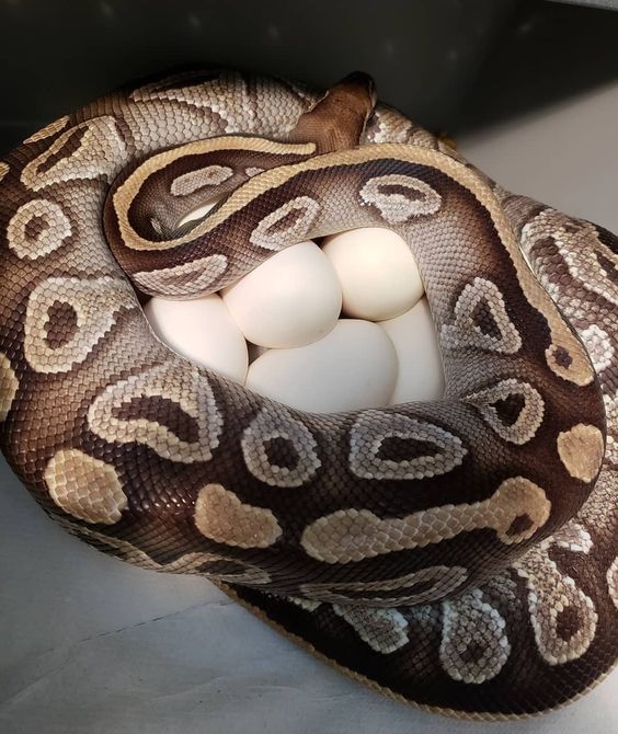 Ball Python Breeding