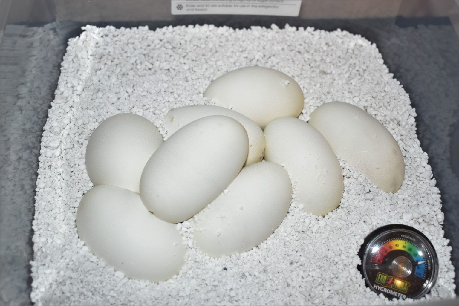 Ball python egg incubator
