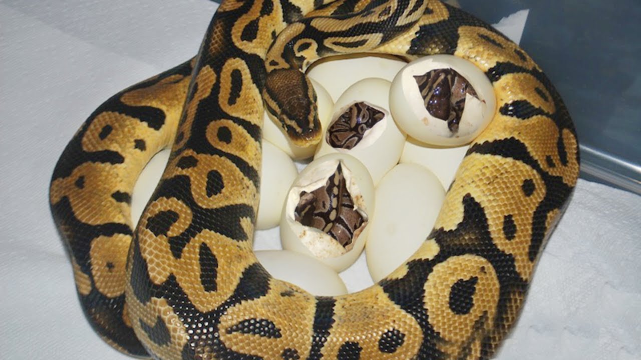 Ball python laying eggs