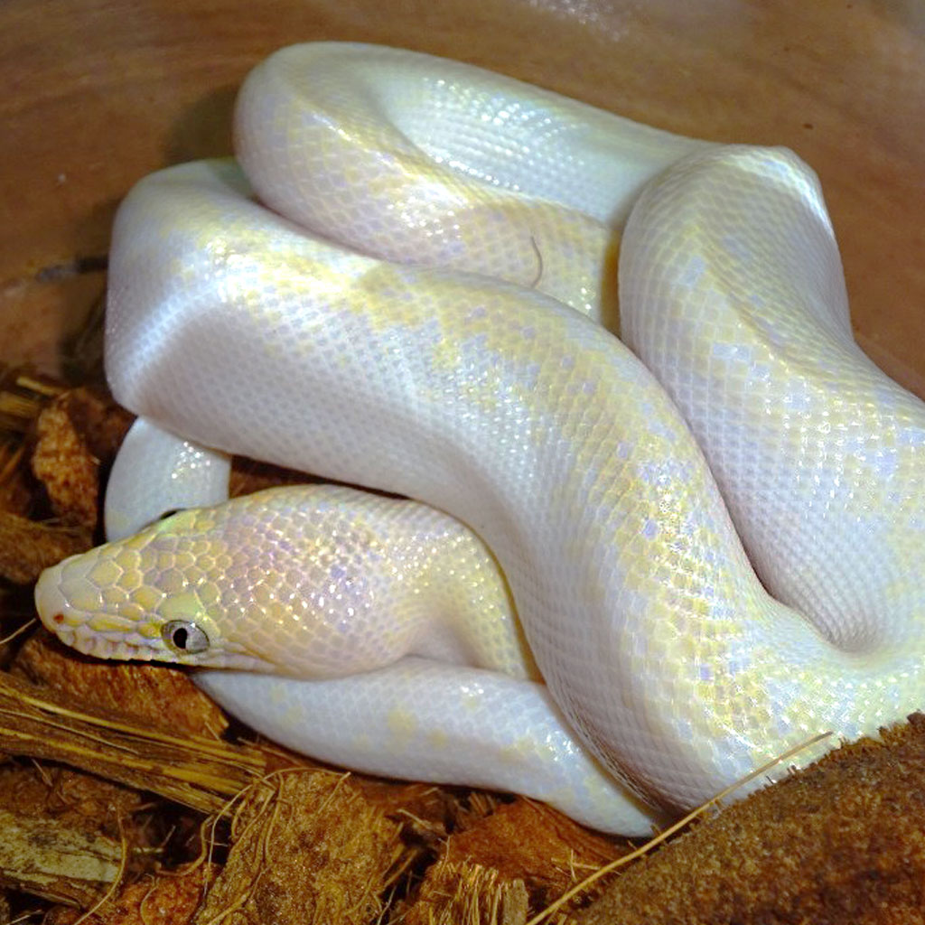 Baby Rainbow Boa