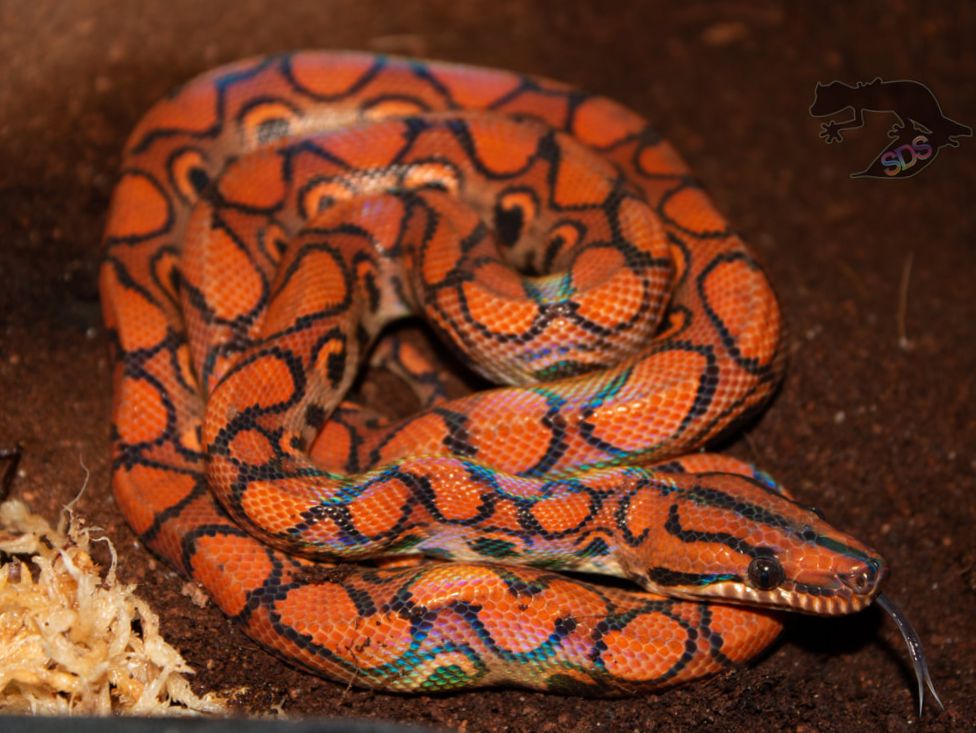 Rainbow Boa Names