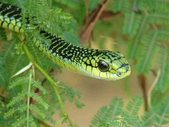 Boomslang Snake