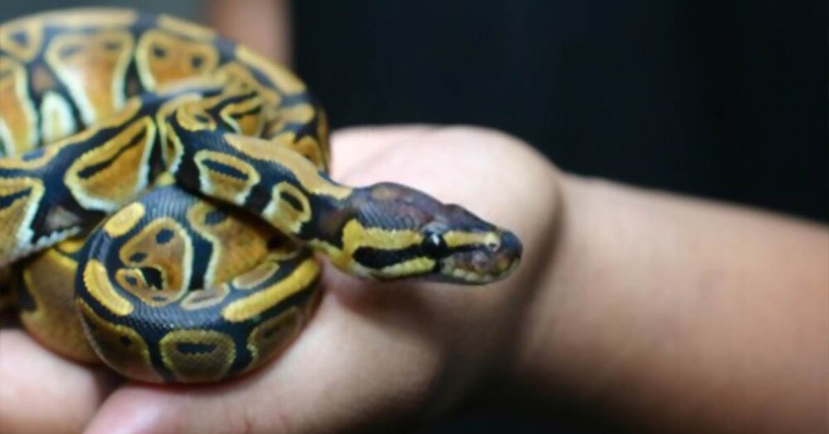 Handling baby ball python