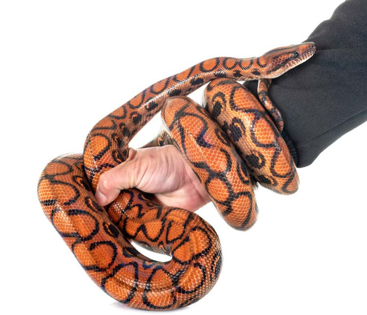 How to Handle Rainbow Boa