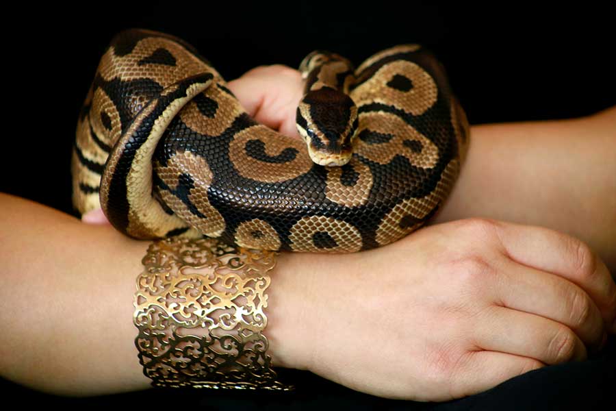 Male and female ball python