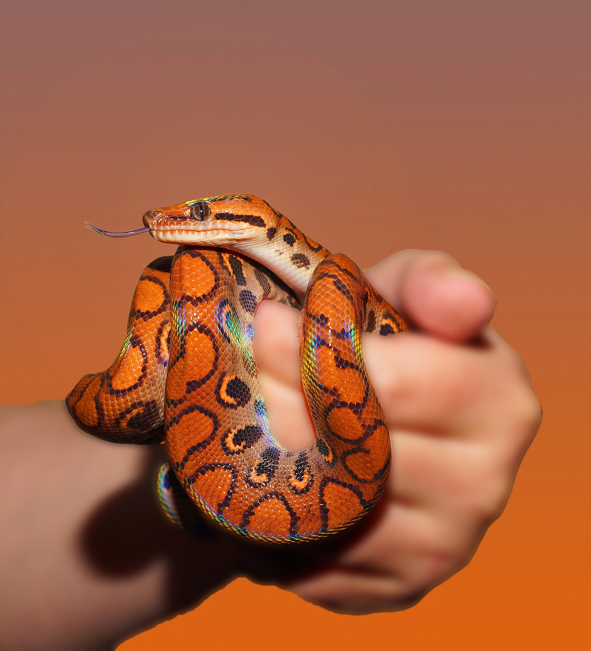 Rainbow Boa