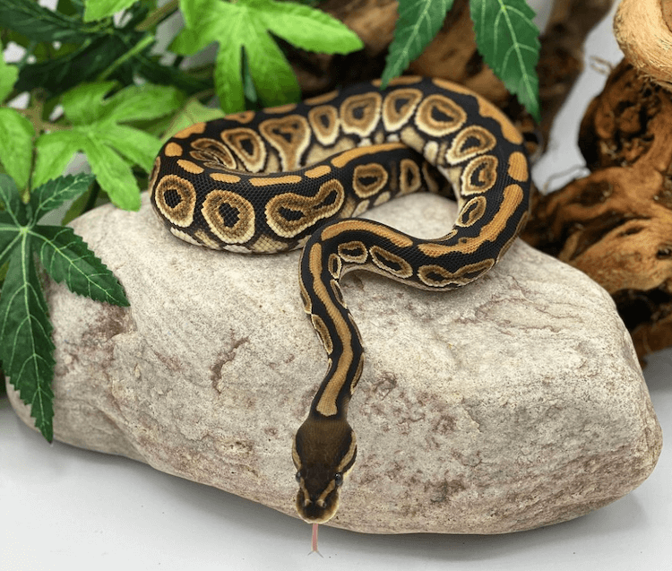 Appearence of pastel ball python