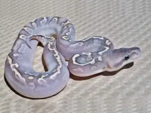 Pastel Python