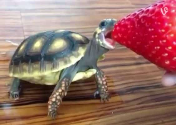 Turtles go without eating