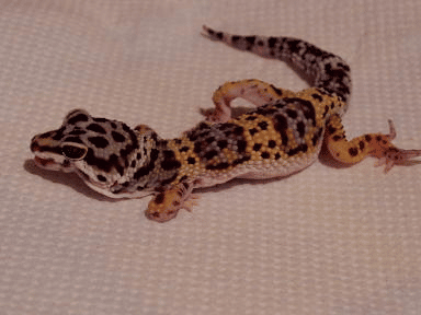 MBD in Leopard Geckos