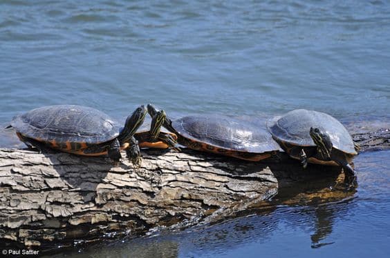 Nature of River Cooter