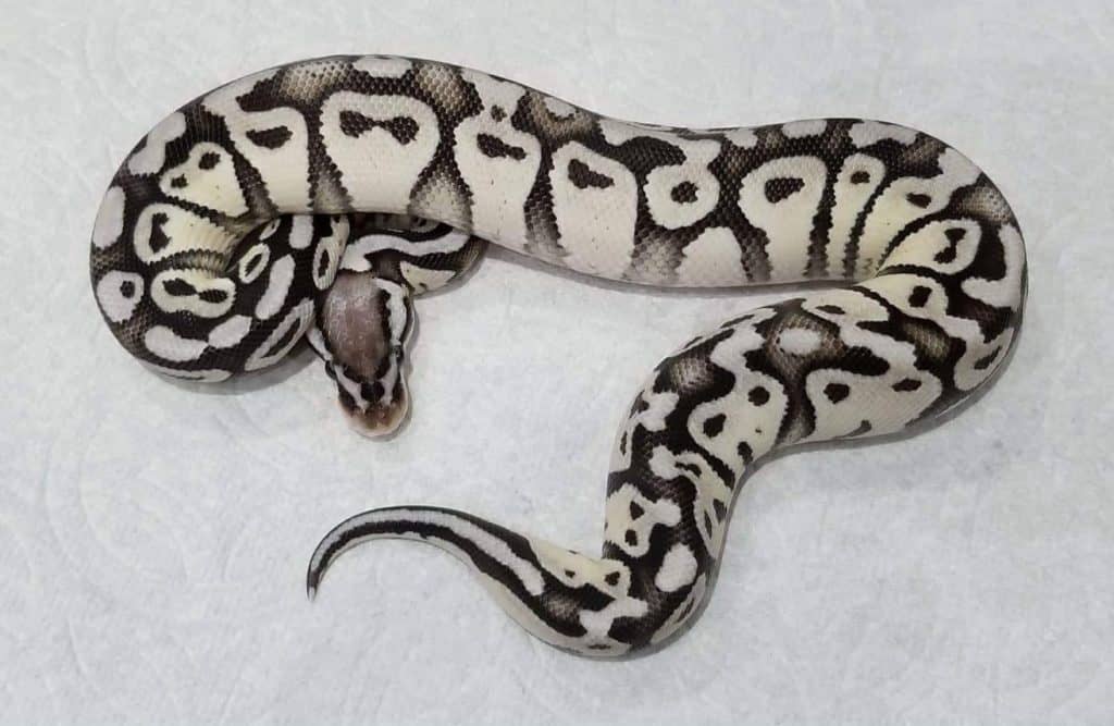 Appearance of stormtrooper ball python