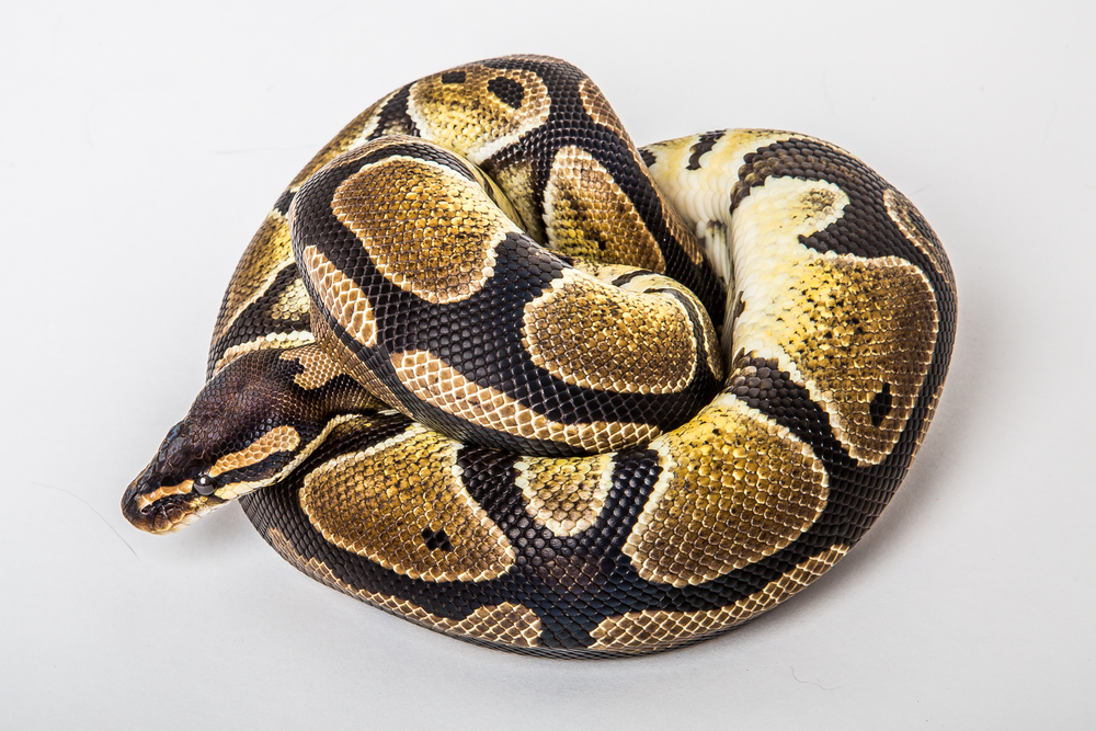 Do Ball python Hiss?