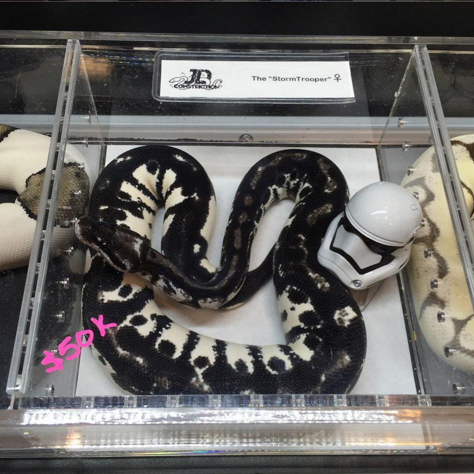 How much Big the stormtrooper Ball python can get