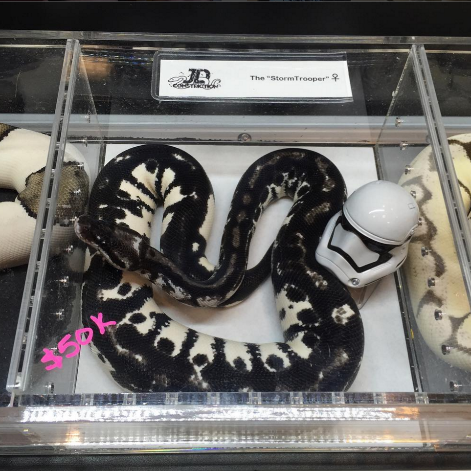 Stormtrooper Ball Python A Rare Yet Beautiful Trait Reptileszilla