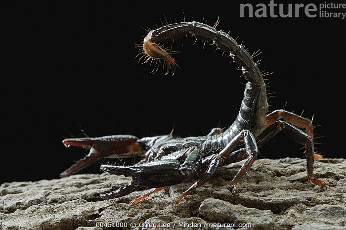 The black scorpion of Malaysia Heterometrus longimanus assuming a defensive position
