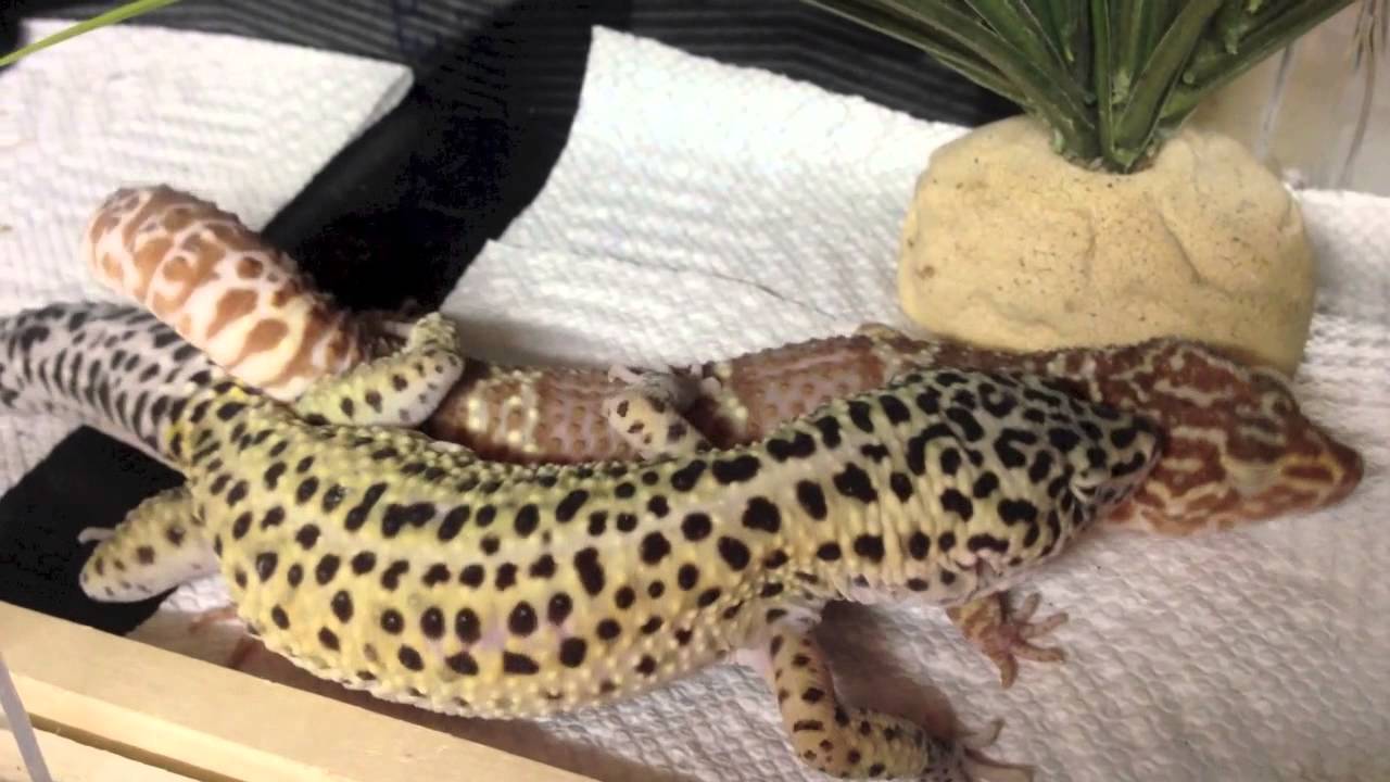 leopard gecko breeding