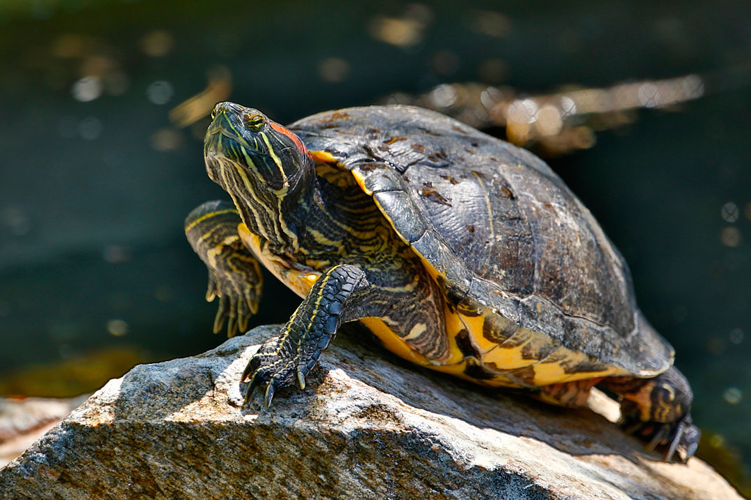 license for Red-Eared Slider turtle