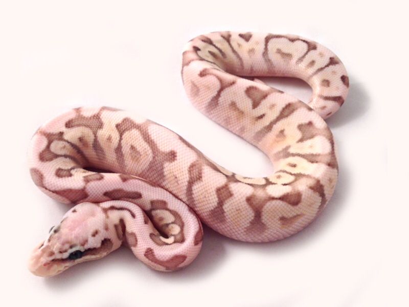 Pink Ball Python