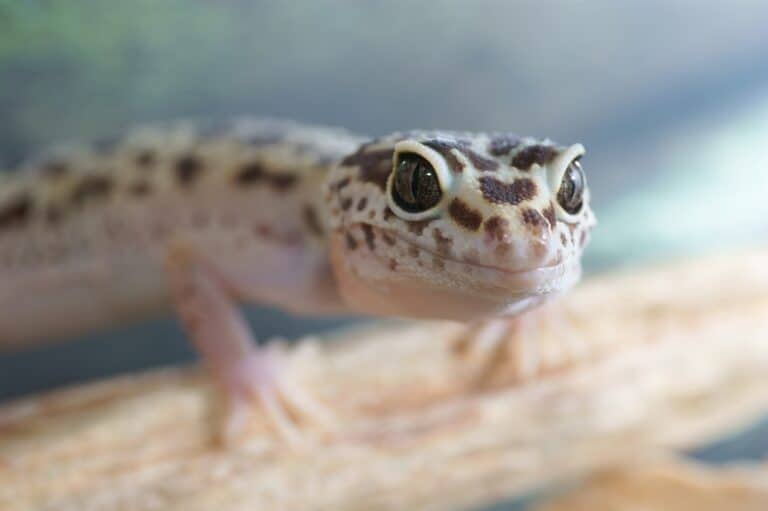 Can You Leave a Leopard Gecko Alone For a Week?